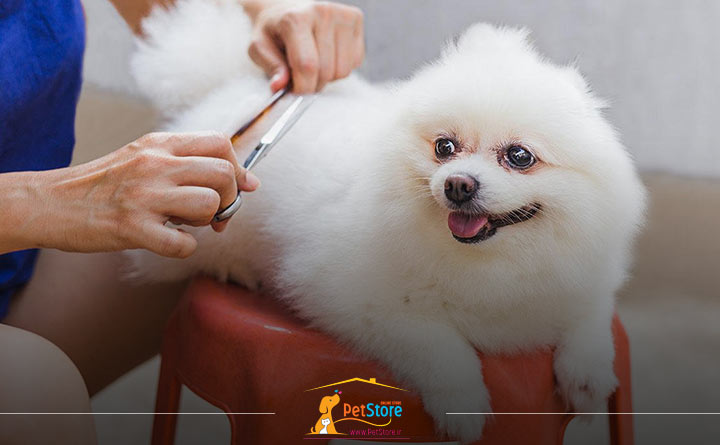 اصلاح کردن موهای سگ