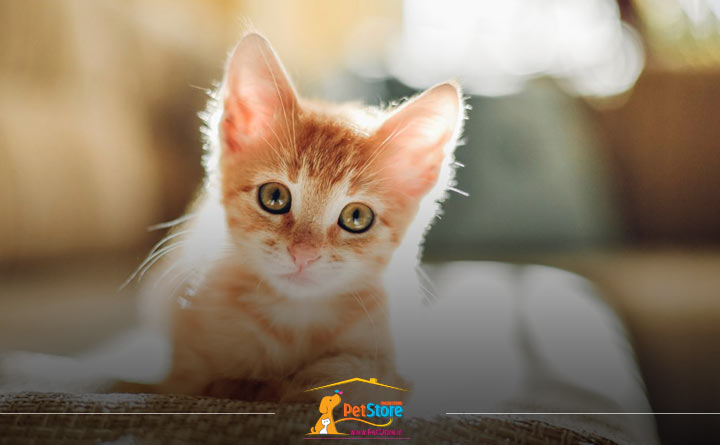 محل زندگی بچهگربه