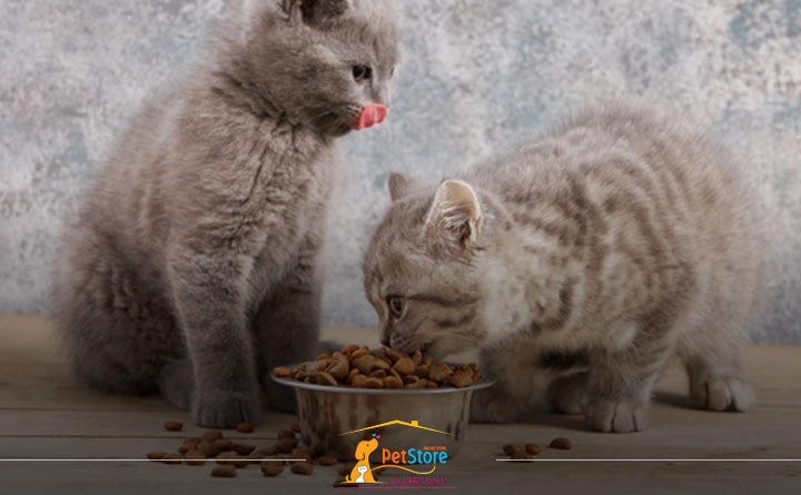 غذای تشویقی برای گربه