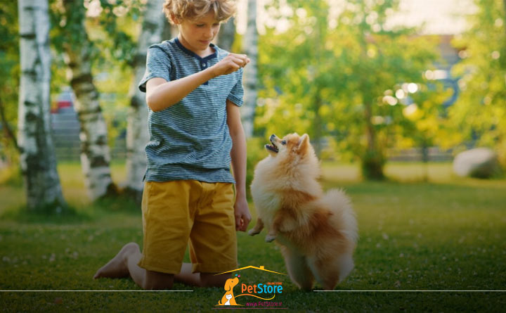 آموزش سگ پامرانین