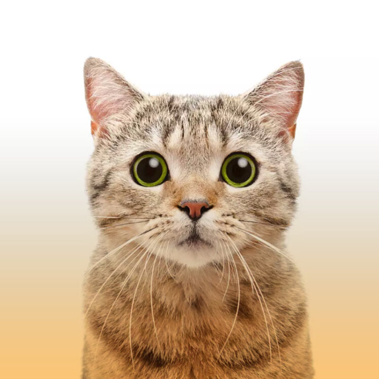 علائم و دلایل استرس یا ترسیدن گربه