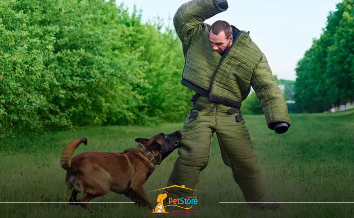 آموزش گاز نگرفتن به سگ