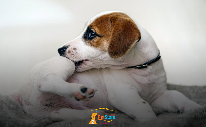 علائم ابتلا به کک