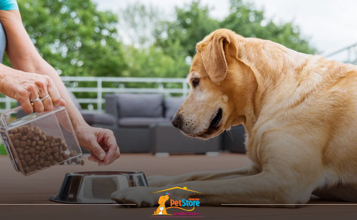 ابراز عشق و علاقه به سگ با غذای تشویقی 