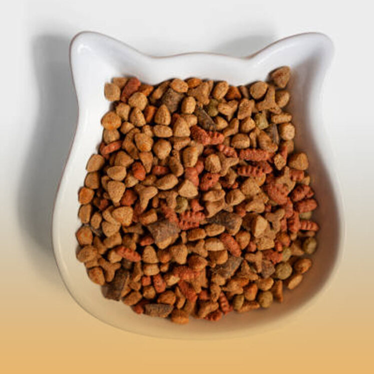 راهنمای خرید غذای خشک گربه