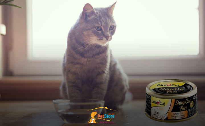 غذای کنسروی و تأمین آب مورد نیاز گربه