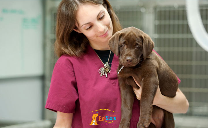 مراقبت از سگ عقیم شده