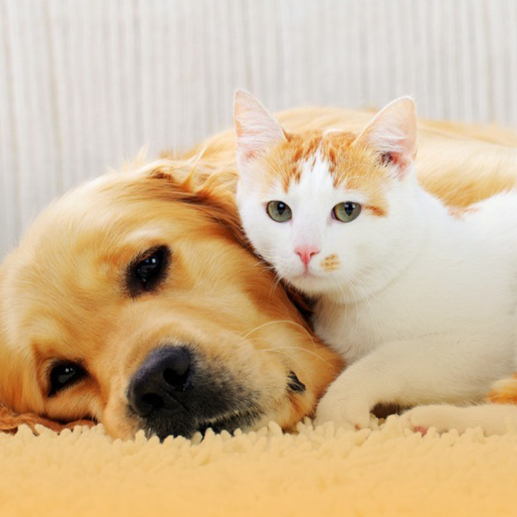 علائم پریود در سگ و گربه