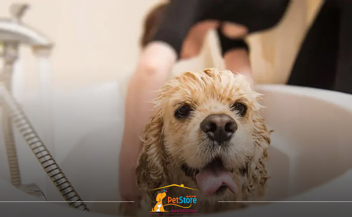 درمان خانگی کک در سگ