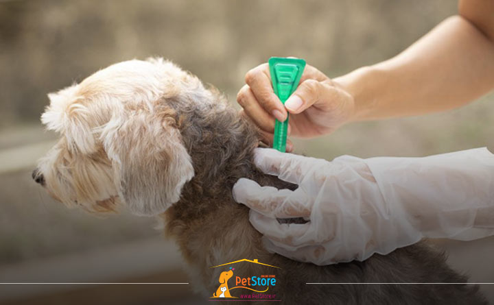 درمان کک و کنه