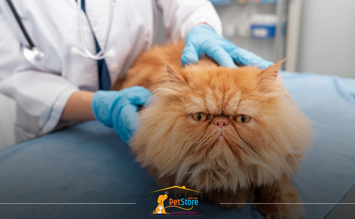 نحوه  تشخیص عفونت چشم گربه