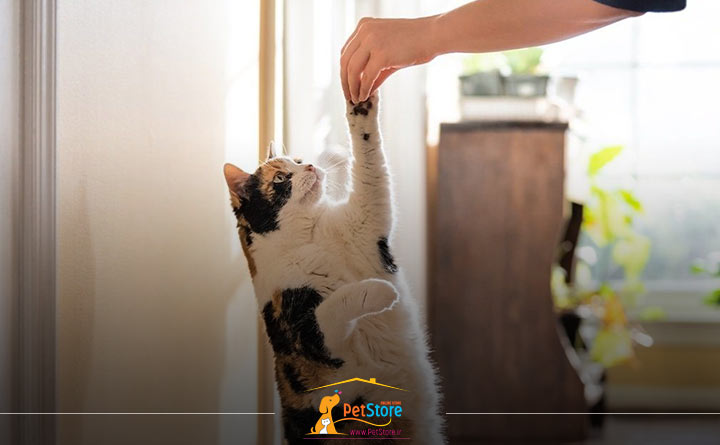 آموزش دادن و تربیت گربه خانگی 