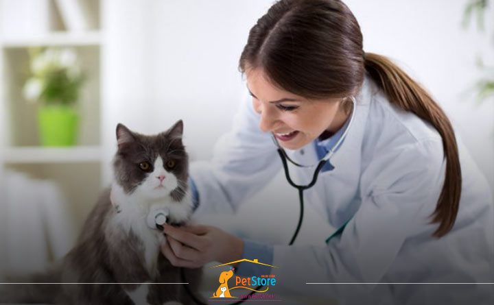حفظ مراقبت و سلامتی گربه با مراجعه به دامپزشک