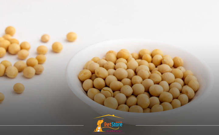 سویا از مواد مضر موجود در غذای تشویقی گربه