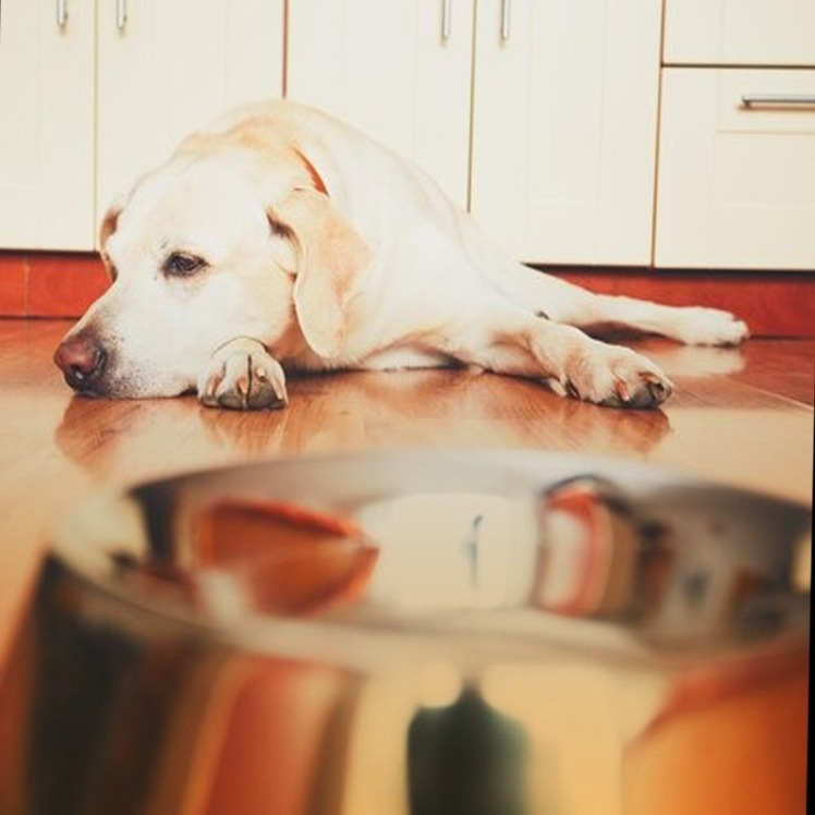 علت بی اشتهایی در سگ + درمان بی اشتهایی سگ