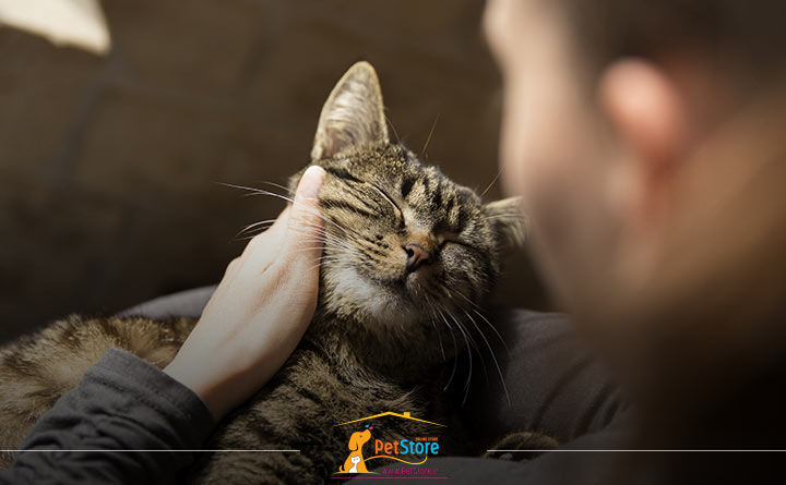 محبت به گربه حامله