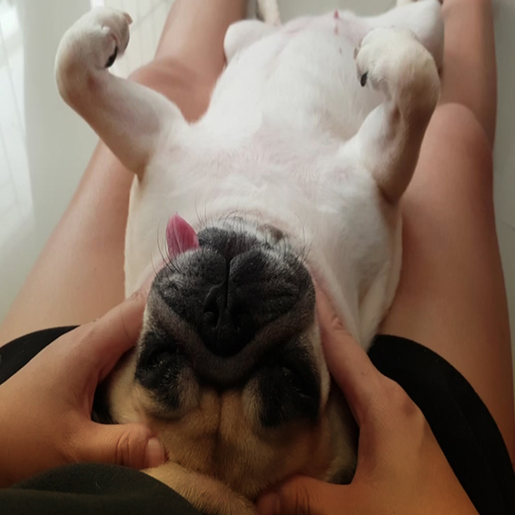 علائم بلوغ سگ نر و ماده