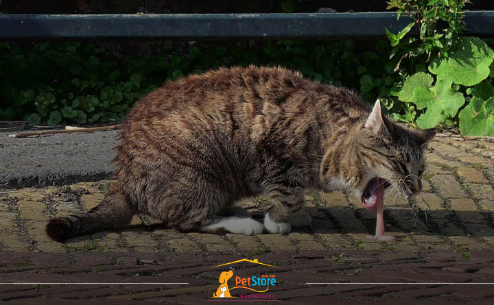 استفراغ گربه از علائم مسمویت گربه