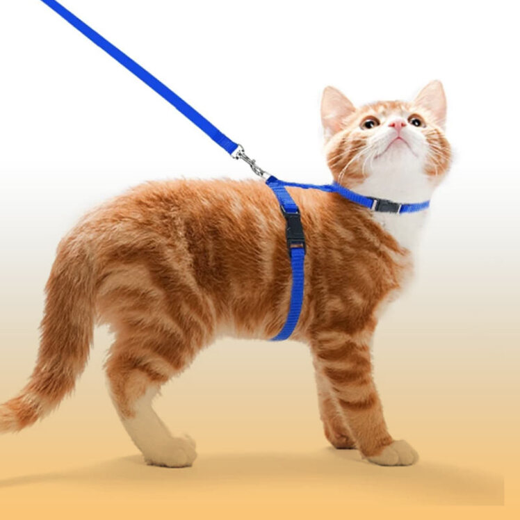 راهنمای خرید قلاده گربه