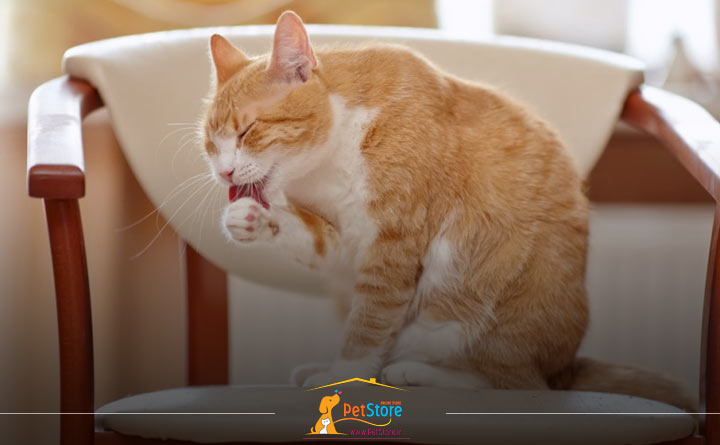 لیسیدن گربه برای تمیز کردن خودش