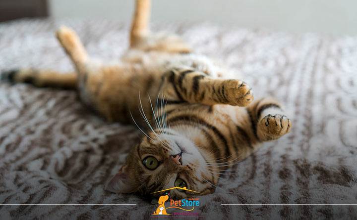 آسیب فیزیکی در گربه