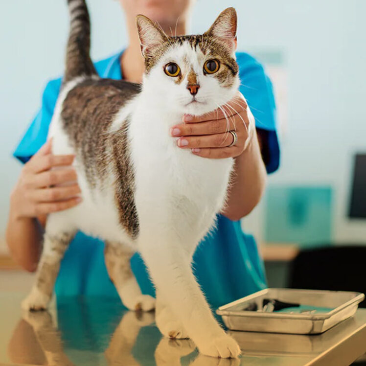 لیست شایع‌ترین بیماری‌های گربه | علائم و راه درمان 