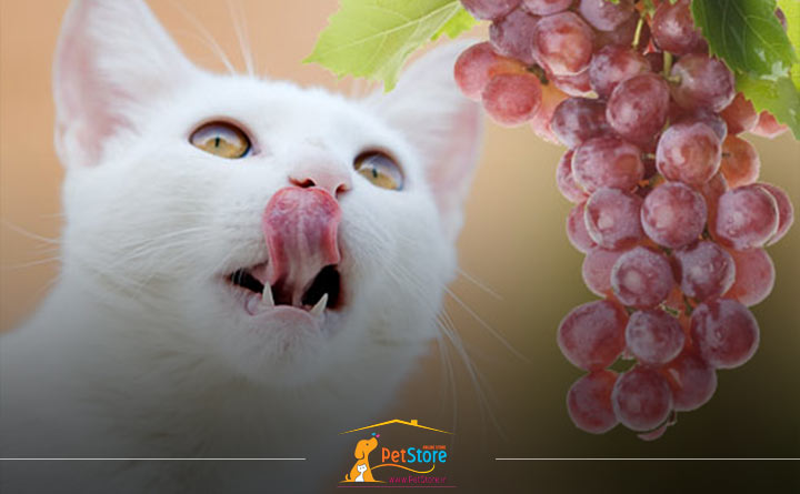 دادن گربه به انگور 