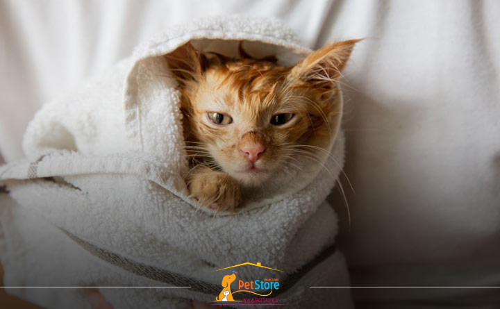 درمان سرمازدگی گربه با پتو