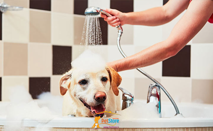 حمام کردن سگ برای رعایت بهداشت