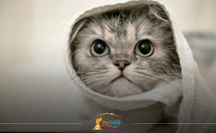 حمام کردن گربه