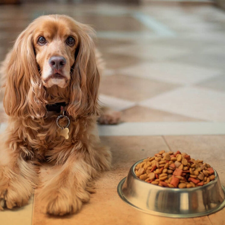 غذای سگ چیست؟ معایب و مزایای برندهای معروف 