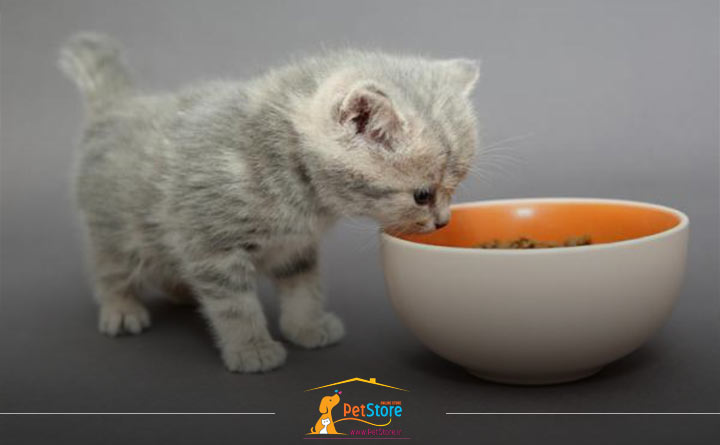 نگهداری از بچه گربه تازه متولد شده