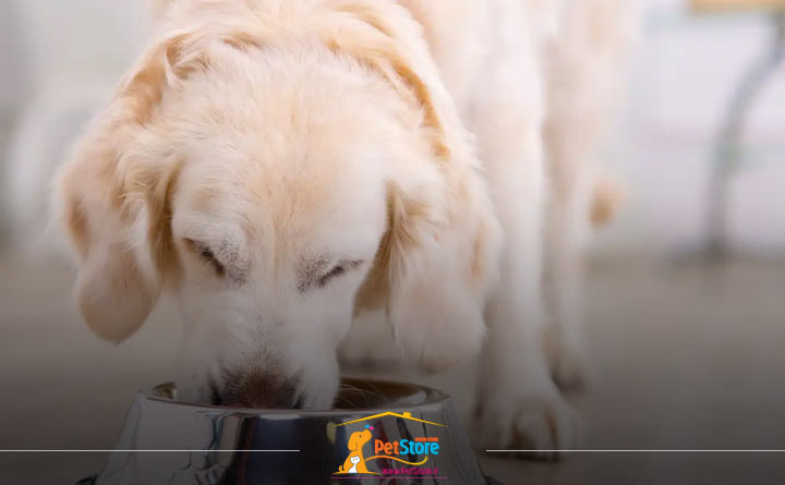 غذای سگ متناسب با سن سگ