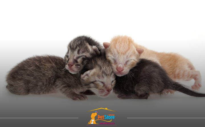 غذای بچه‌گربه‌ای که مادر ندارد