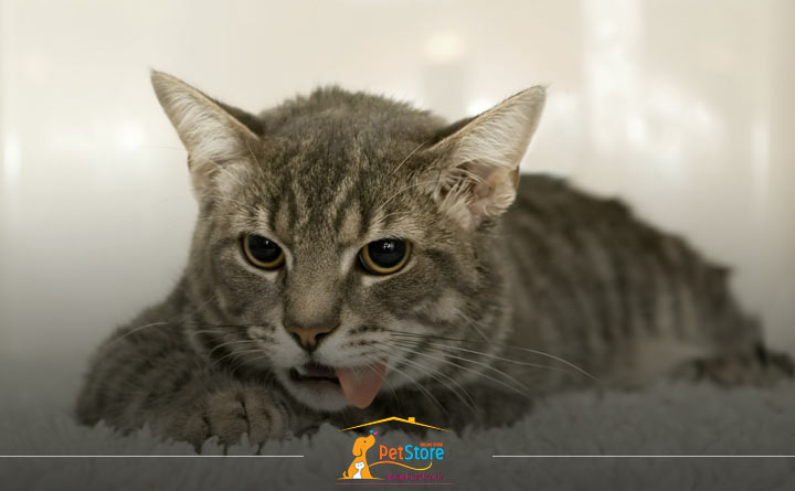 مسمومیت در گربه