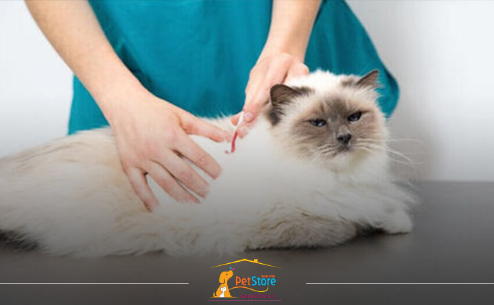 علت ریزش مو در گربه