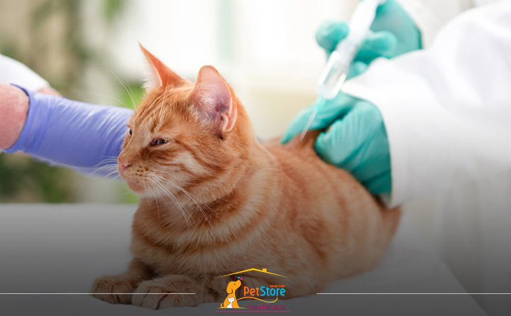 ویروس لوسمی گربه در کودکان 