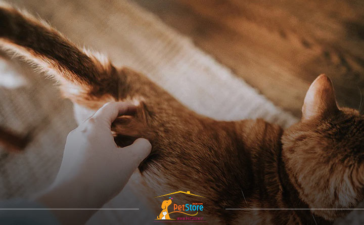 زبان بدن گربه