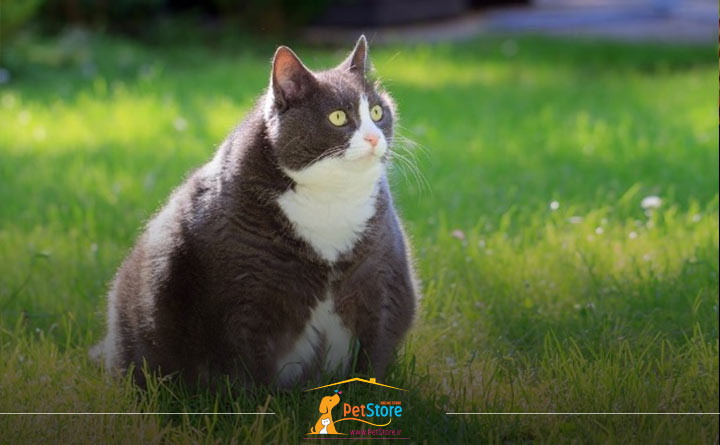 دیابت در گربه