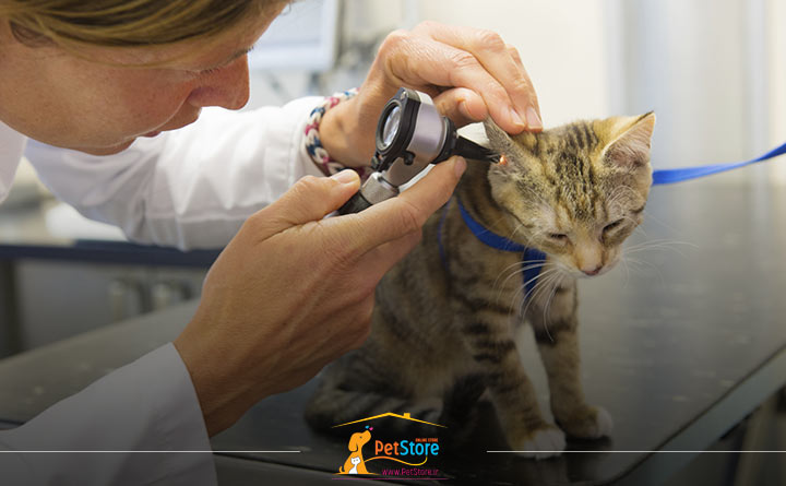 انگل های روده ای در بچه گربه