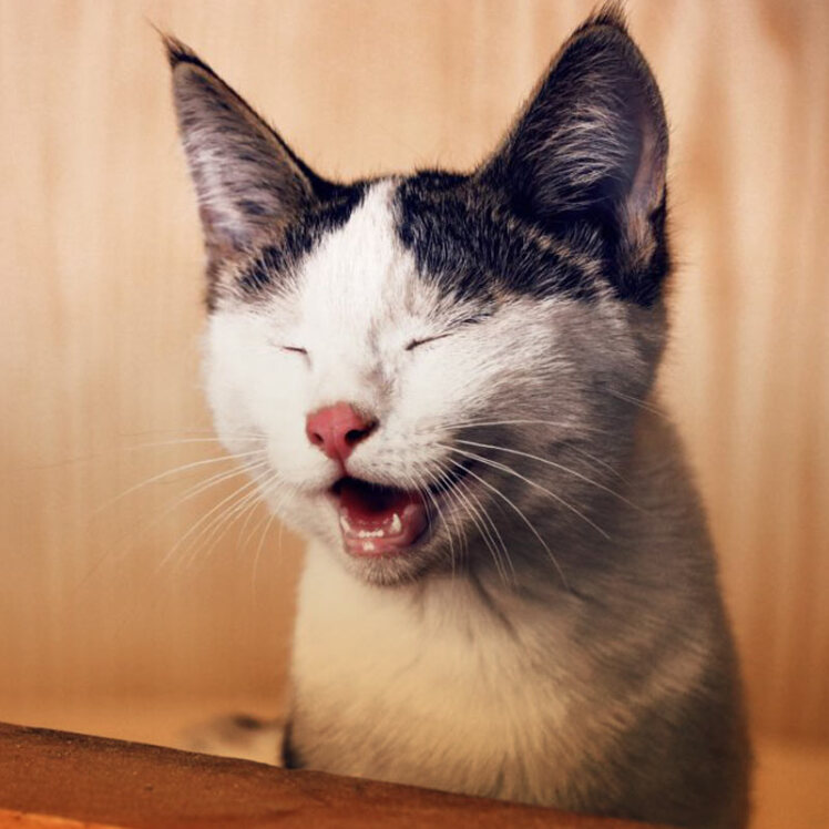 علائم و درمان عفونت ریه گربه و دستگاه تنفسی