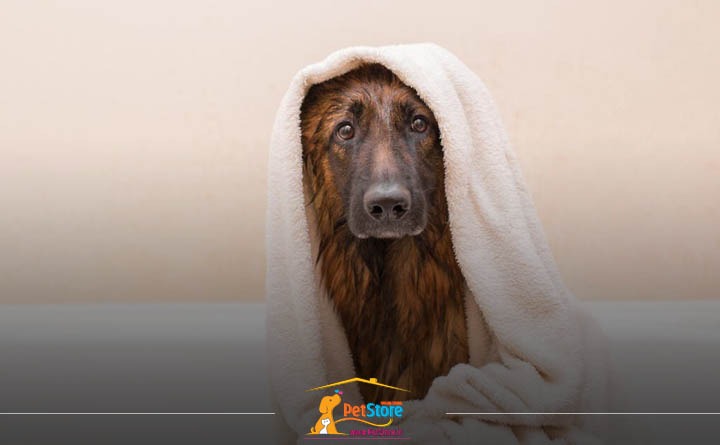 خشک کردن بدن سگ: نکات حمام کردن سگ