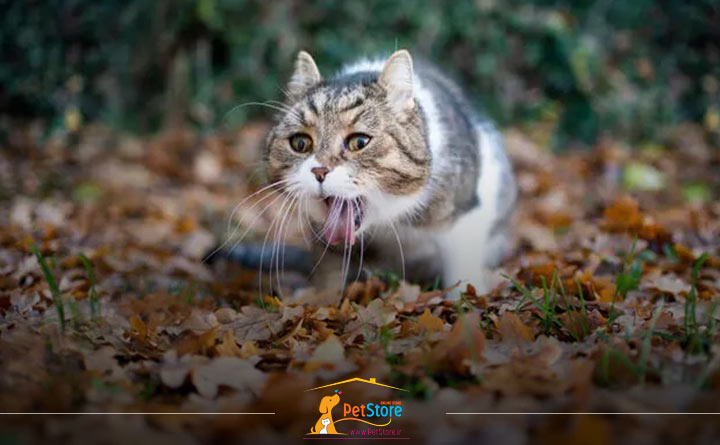 خطرات خوردن سیب زمینی برای گربه