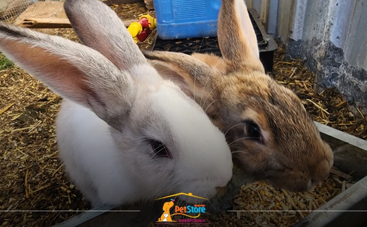 تغذیه خرگوش