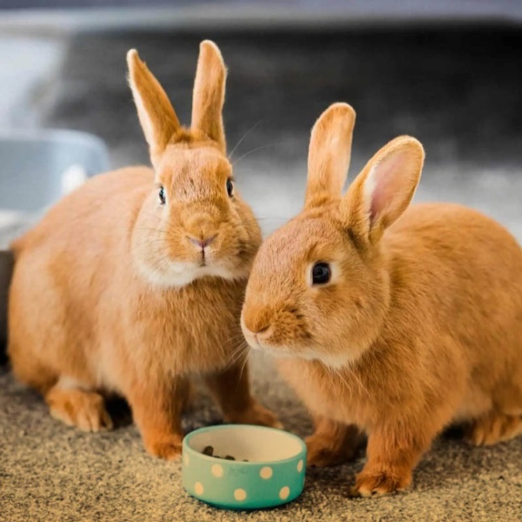 لوازم ضروری نگهداری از خرگوش