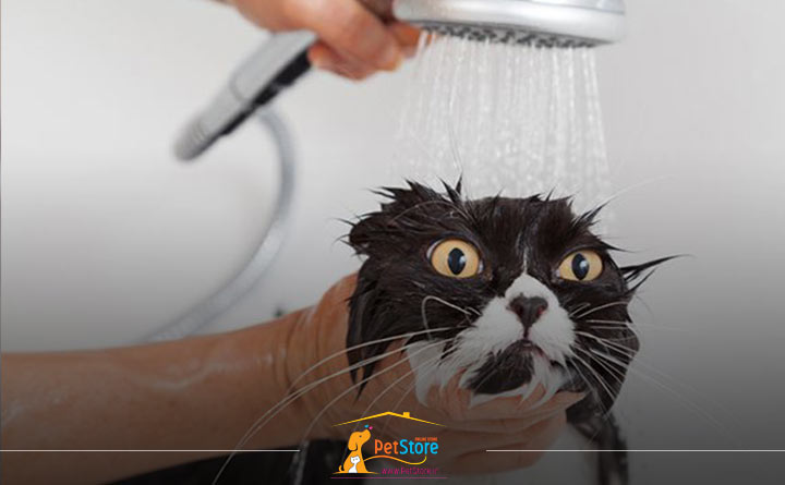 نحوه حمام کردن گربه