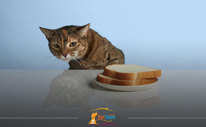 دادن مخمر به گربه