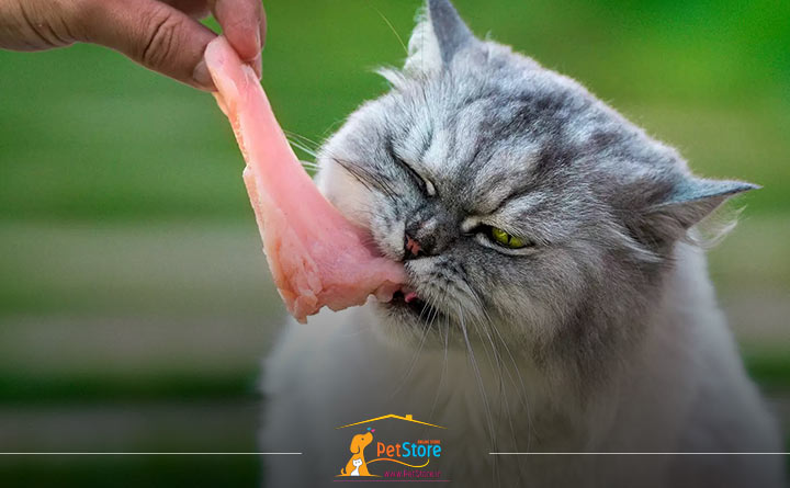 دادن استخوان خام به گربه