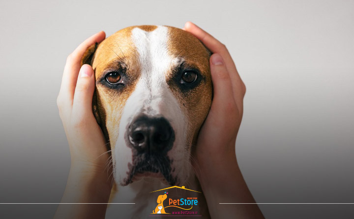 دلایل استرس در سگ