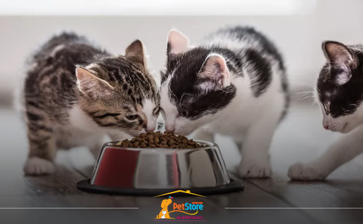 غذای مناسب برای گربه خانگی
